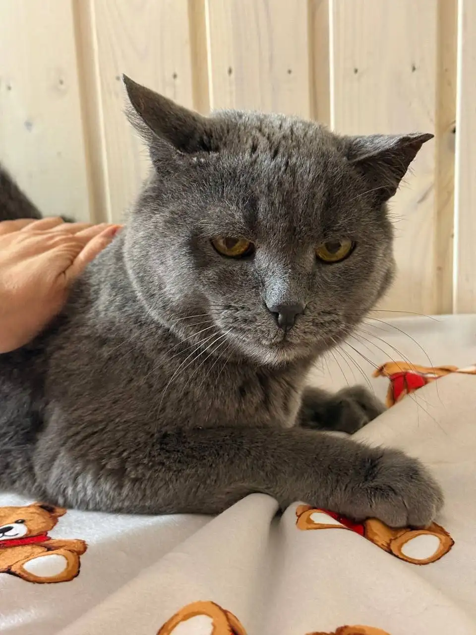 Британский кот Митя ищет семью в Саратове - Кошки (Животные) в Саратов