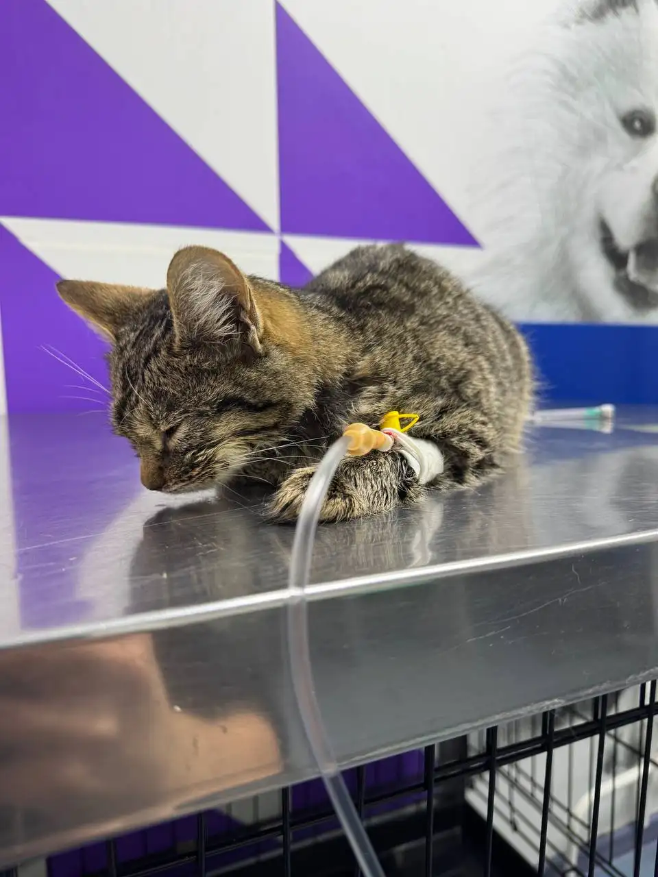 Потеря кошки Ириски - Кошки (Животные) в Саратов