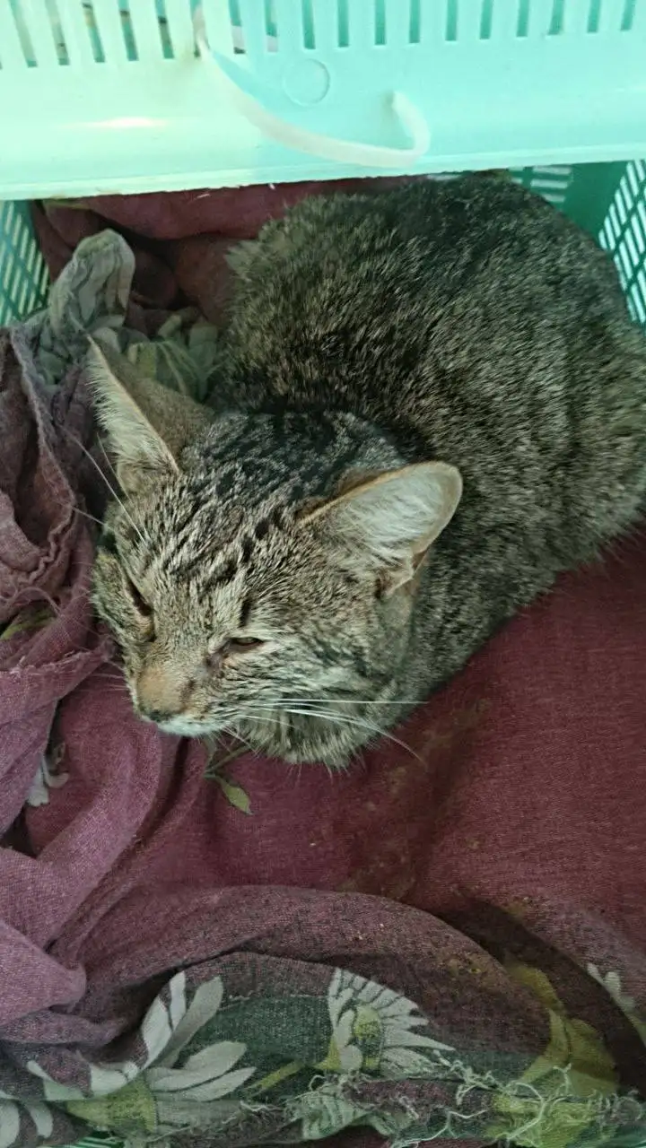 Потеря кошки Ириски - Кошки (Животные) в Саратов