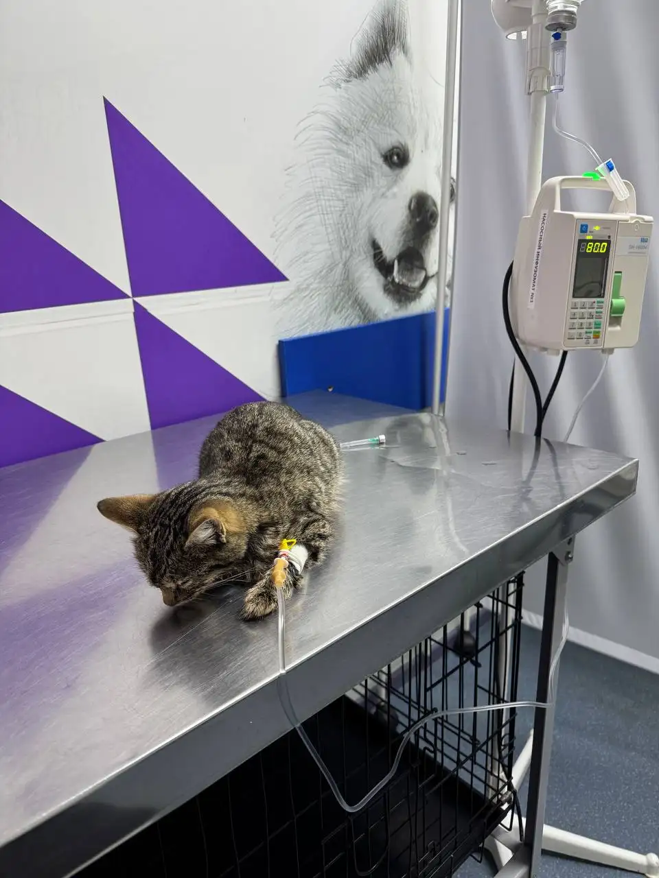 Потеря кошки Ириски - Кошки (Животные) в Саратов