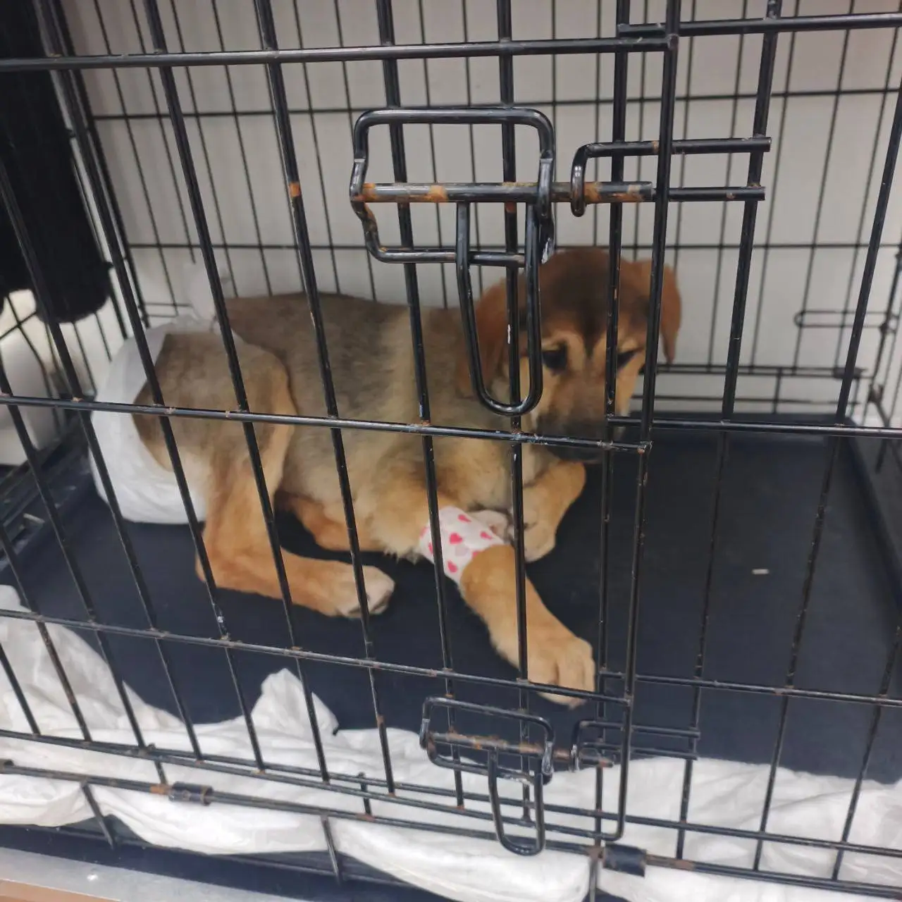 Экстренный сбор на лечение щенка в Саратове - Собаки (Животные) в Саратов