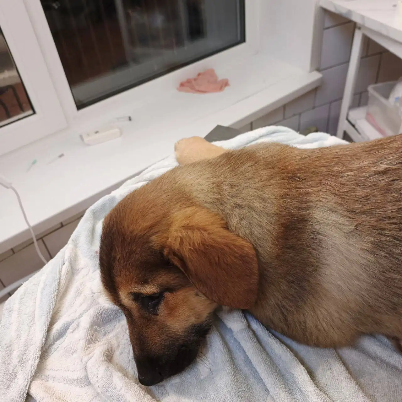 Экстренный сбор на лечение щенка в Саратове - Собаки (Животные) в Саратов