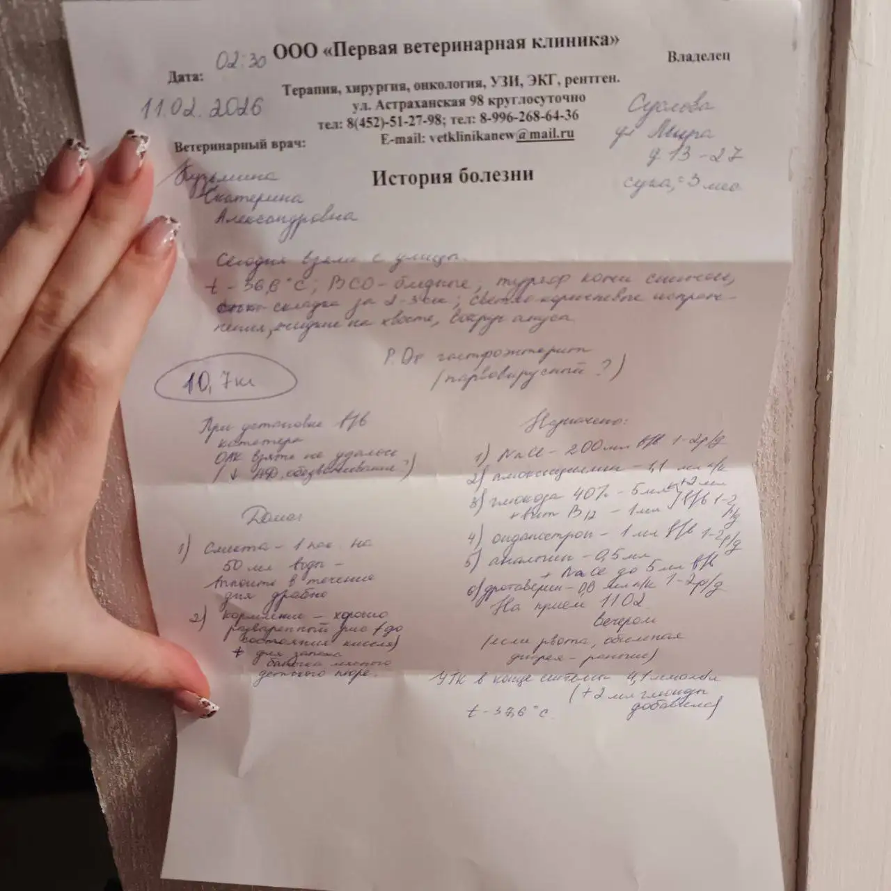 Экстренный сбор на лечение щенка в Саратове - Собаки (Животные) в Саратов