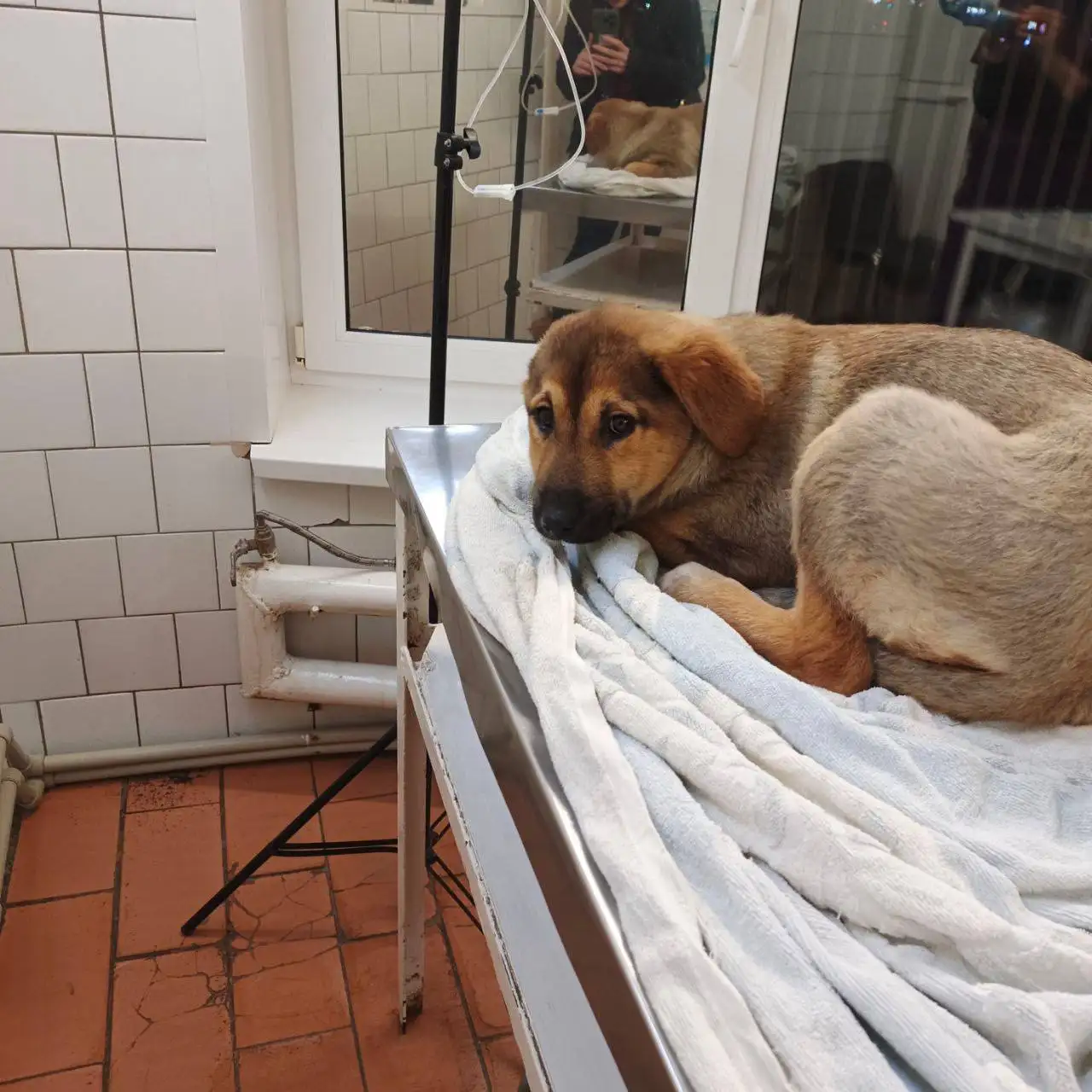 Экстренный сбор на лечение щенка в Саратове - Собаки (Животные) в Саратов