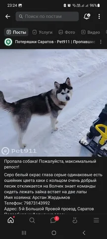 Потерянные животные в Саратове - Потеряшки в Саратов