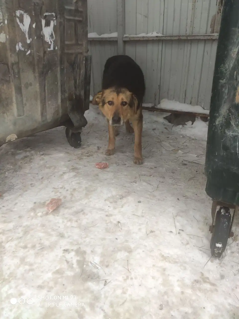 Найден щенок у мусорки на Пролетарке в Саратове - Собаки (Животные) в Саратов