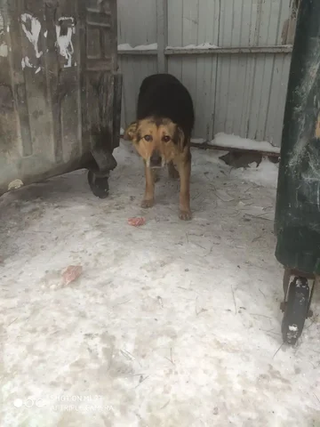 Найден щенок у мусорки на Пролетарке в Саратове - Собаки в Саратов