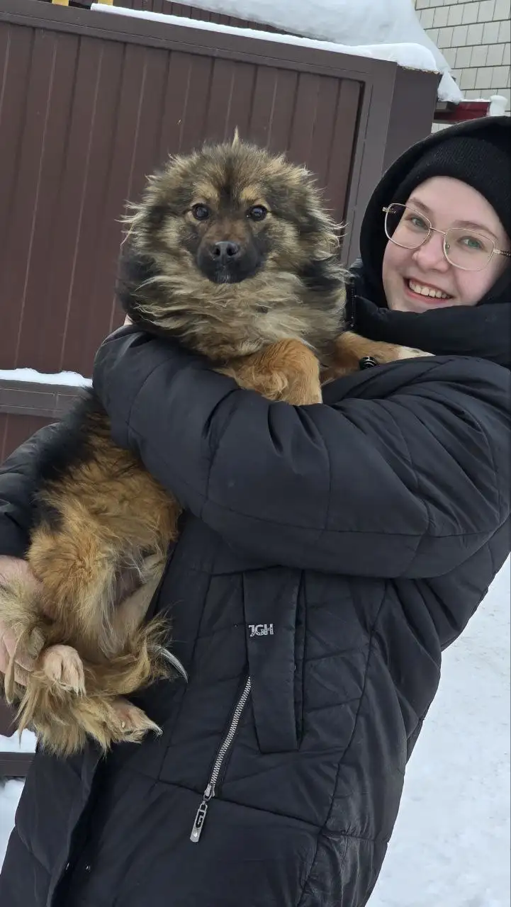 Срочный сбор на передержку и корм для Тиграна - Передержка (Животные) в Саратов