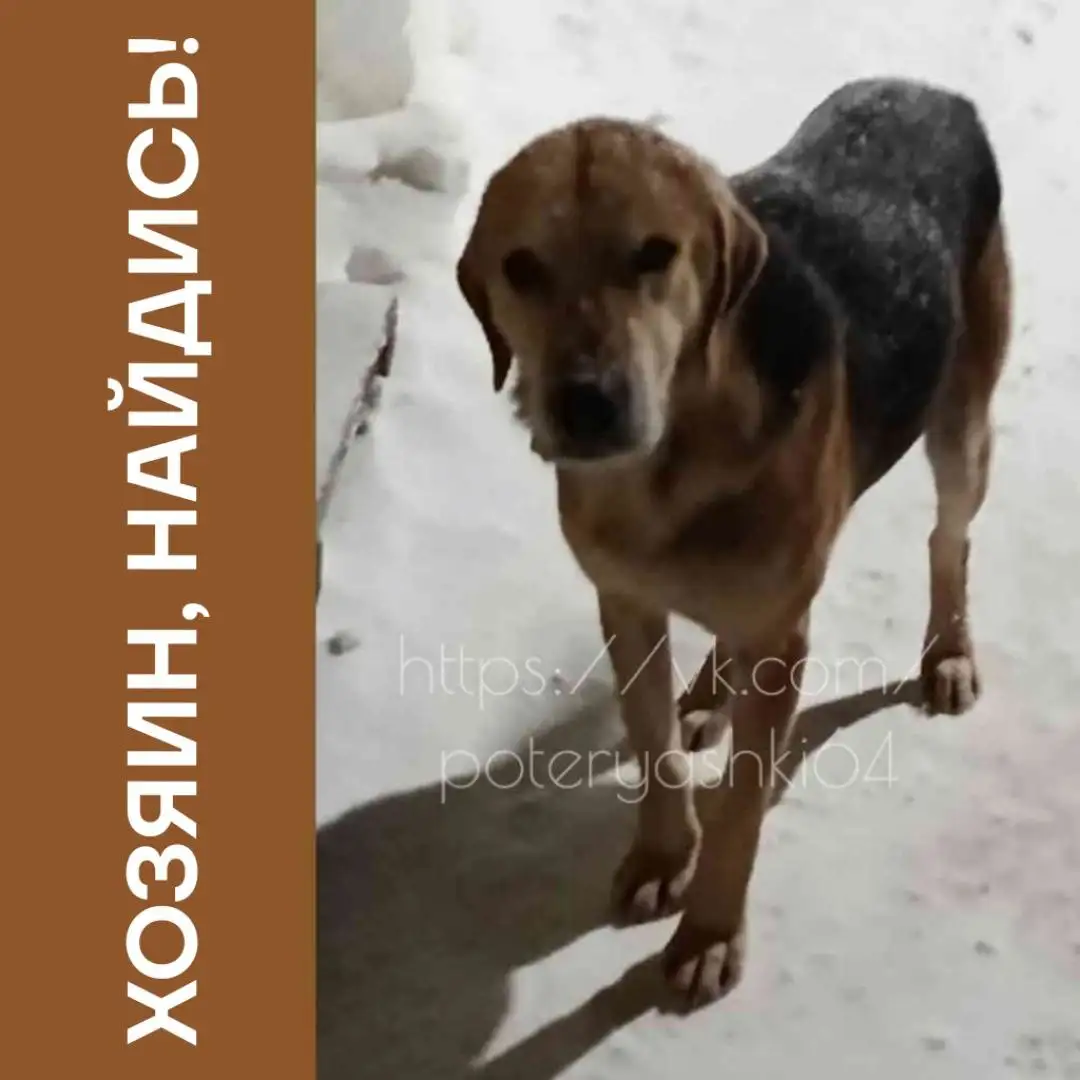 Найден кабель русской гончей в Саратове - Собаки (Животные) в Саратов