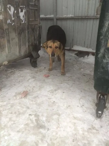 Найден рыжий кот у мусорки на Пролетарке - Кошки в Саратов