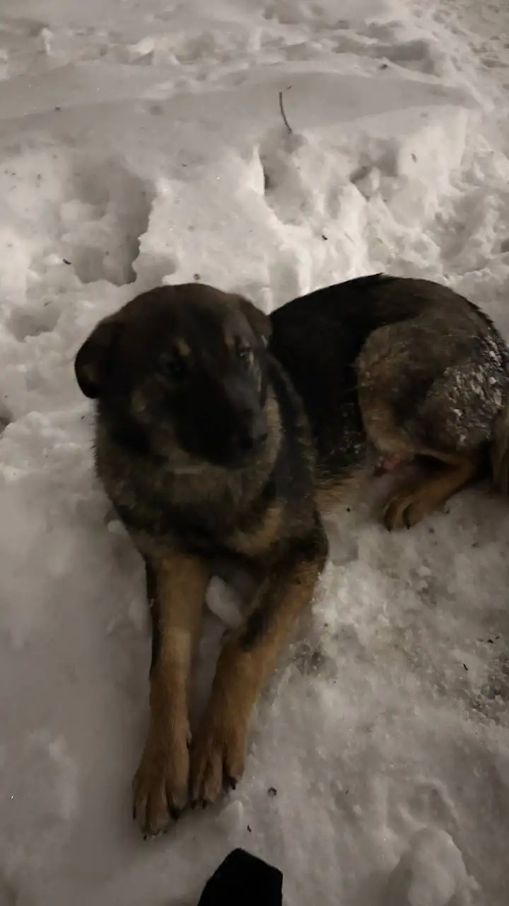 Найден раненый молодой кобель в Саратове - Собаки (Животные) в Саратов