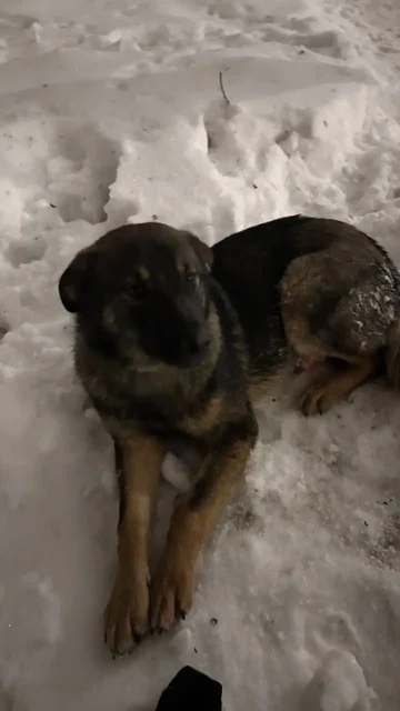 Найден раненый молодой кобель в Саратове - Собаки в Саратов