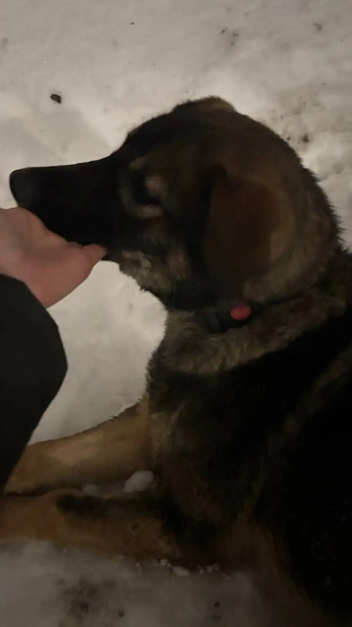 Найден раненый молодой кобель в Саратове - Собаки (Животные) в Саратов