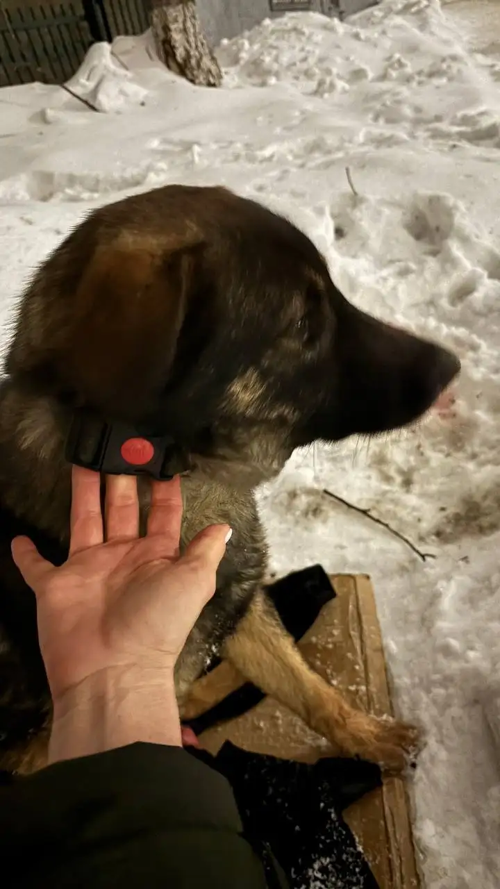 Найден раненый молодой кобель в Саратове - Собаки (Животные) в Саратов