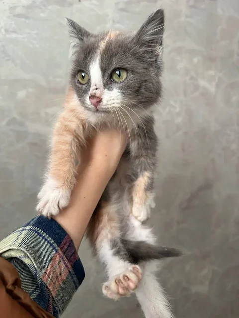 Кошечка 3 месяцев ищет семью - частное объявление в Калининск