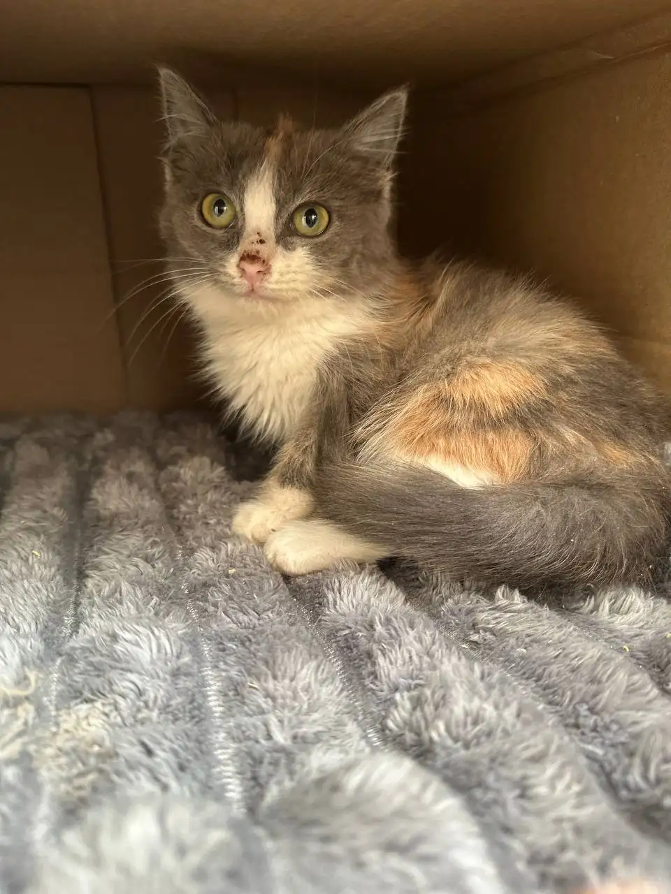 Кошечка 3 месяцев ищет семью - Кошки (Животные) в Калининск