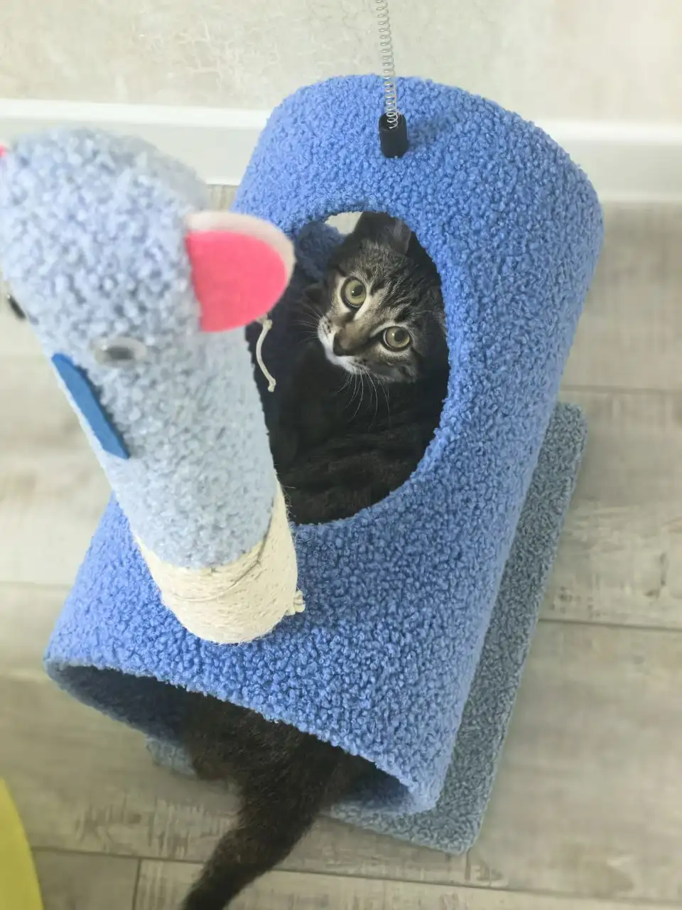 Пропала молодая кошечка в районе Симбирской - Животные в Саратов