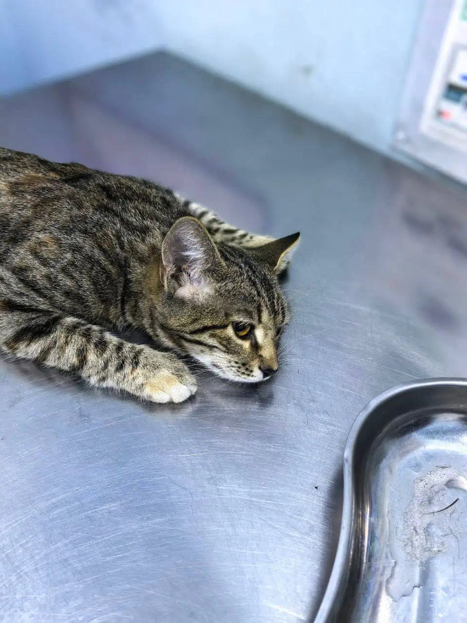 Пропала молодая кошечка в районе Симбирской - Кошки (Животные) в Саратов