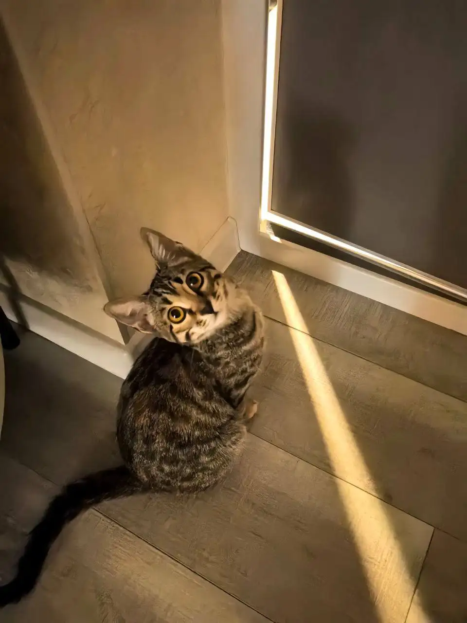 Пропала молодая кошечка в районе Симбирской - Кошки (Животные) в Саратов