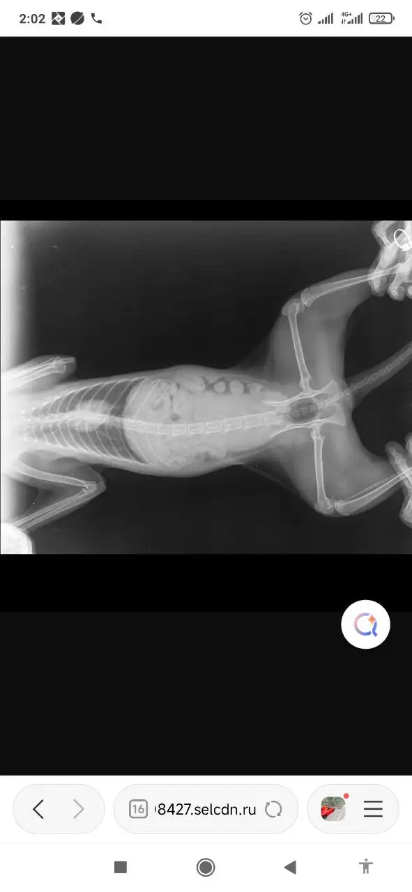 Потеряшки животных в Саратове - Потеряшки (Животные) в Саратов