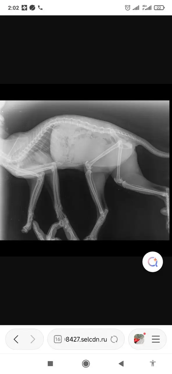 Потеряшки животных в Саратове - Потеряшки (Животные) в Саратов