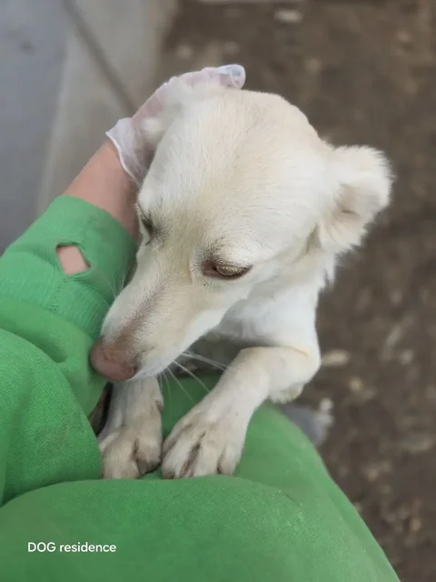 Сбор средств на передержку собаки Белочки - Потеряшки в Саратов