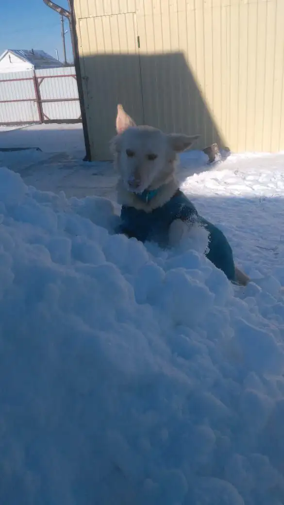 Сбор средств на передержку собаки Белочки - Животные в Саратов