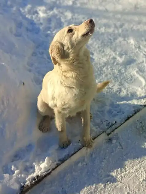 Сбор средств на передержку собаки Белочки - Животные в Саратов
