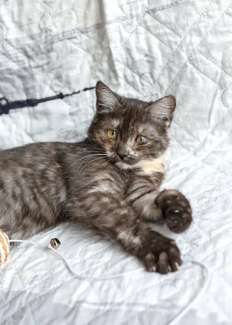 Сбор на передержку кошки Тоси - Кошки (Животные) в Саратов