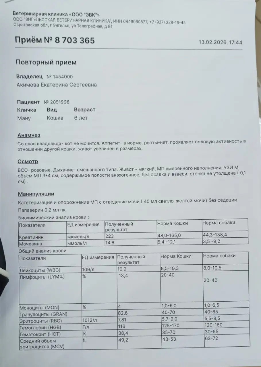 Сбор средств на лечение кота с неврологом - Лечение животных (Животные) в Саратов