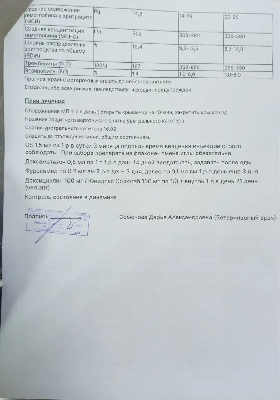 Сбор средств на лечение кота с неврологом - Лечение животных (Животные) в Саратов