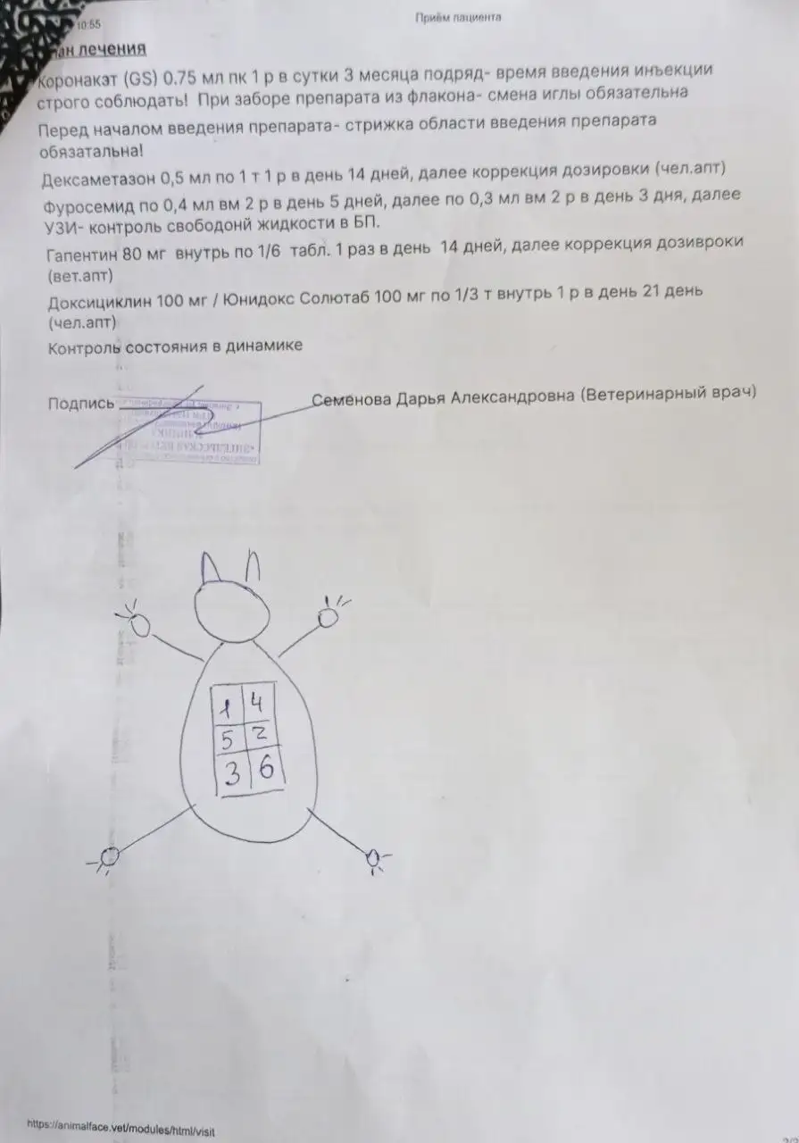 Сбор средств на лечение кота с неврологом - Лечение животных (Животные) в Саратов