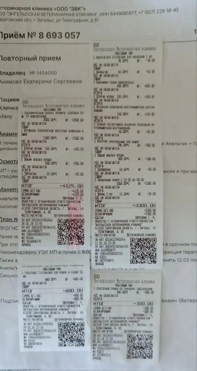 Сбор средств на лечение кота с неврологом - Лечение животных (Животные) в Саратов