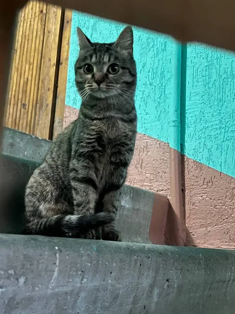 Найдена молодая кошечка в подъезде в Энгельсе - Кошки в Энгельс