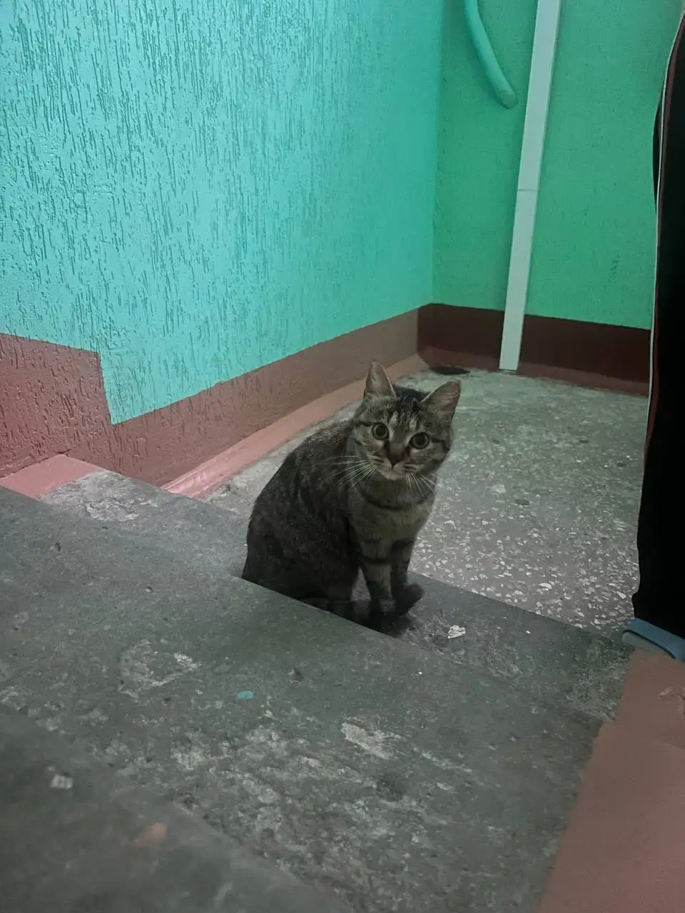 Найдена молодая кошечка в подъезде в Энгельсе - Кошки (Животные) в Энгельс