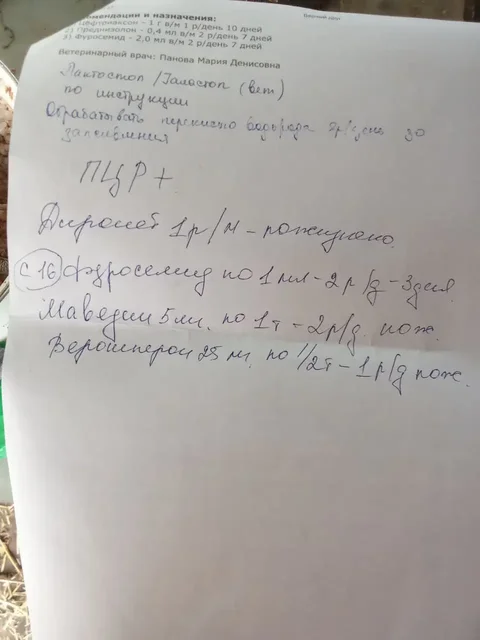 Сбор средств на лечение собаки Рады - Собаки в Саратов