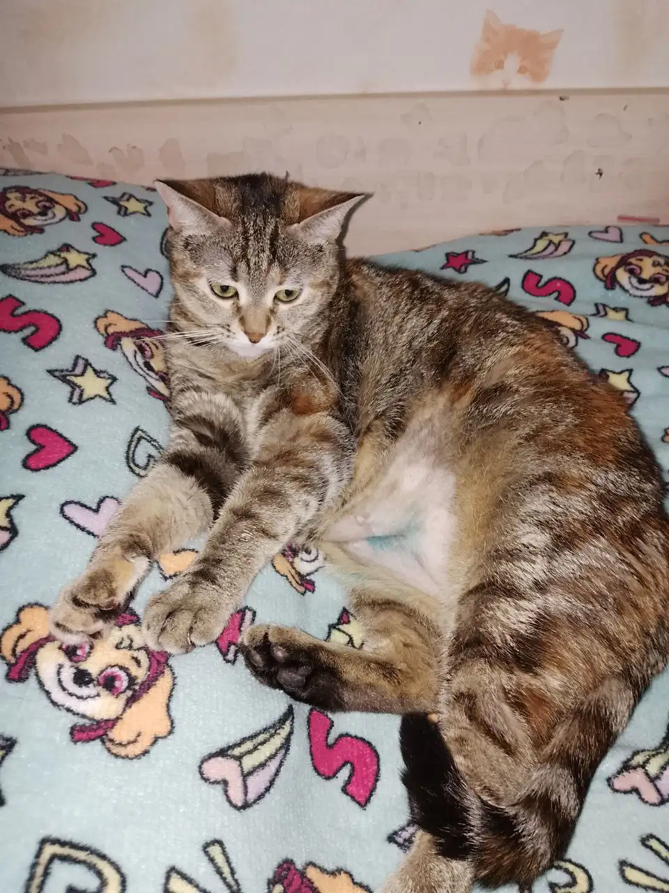 Кошка для дома в Энгельсе - Кошки (Животные) в Энгельс