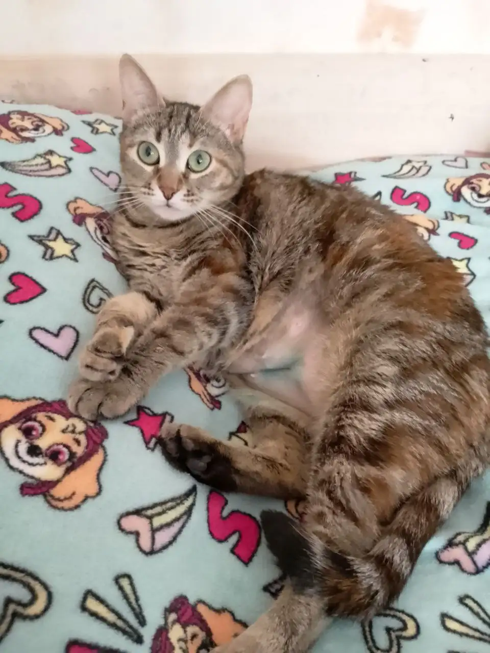 Кошка для дома в Энгельсе - Кошки (Животные) в Энгельс