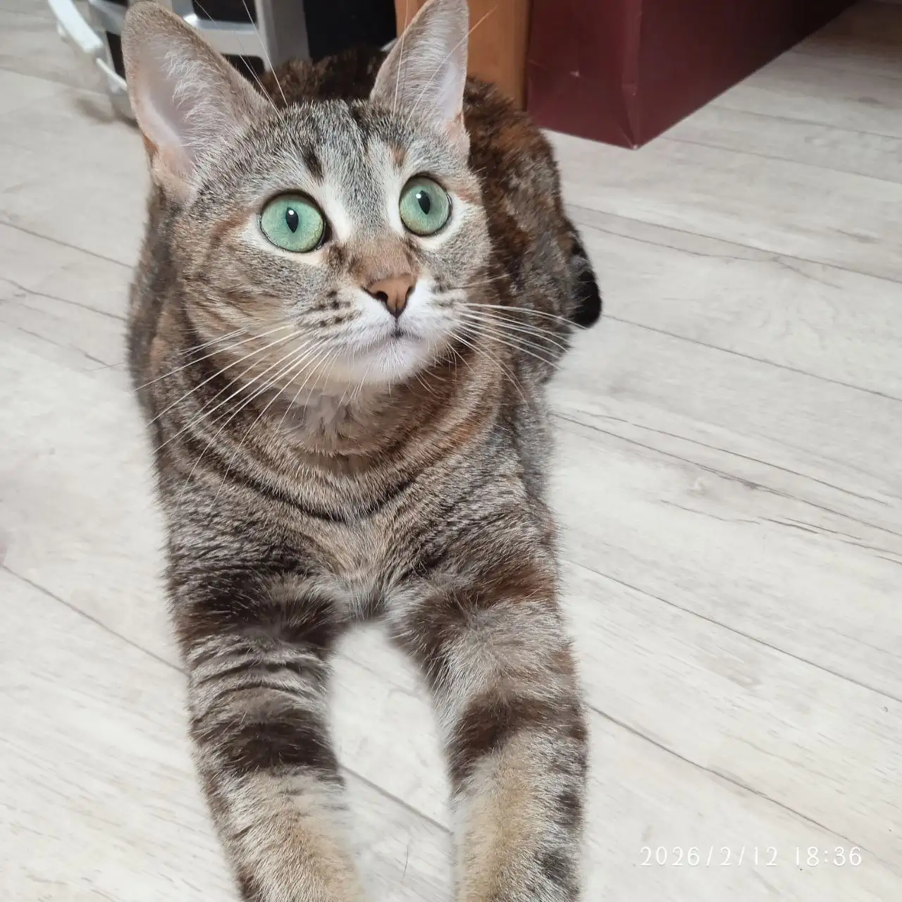 Кошка для дома в Энгельсе - Кошки (Животные) в Энгельс