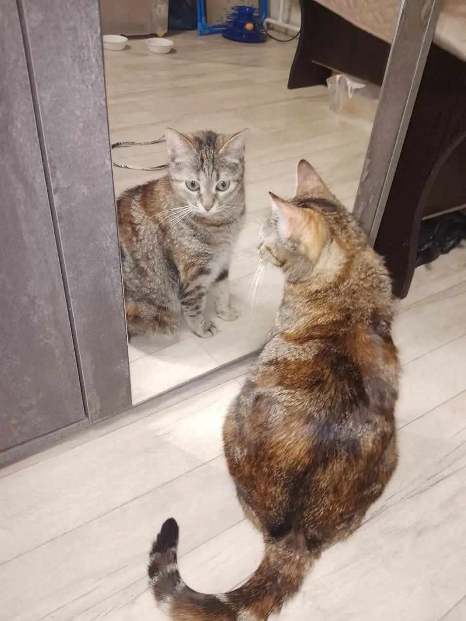 Кошка для дома в Энгельсе - Кошки (Животные) в Энгельс