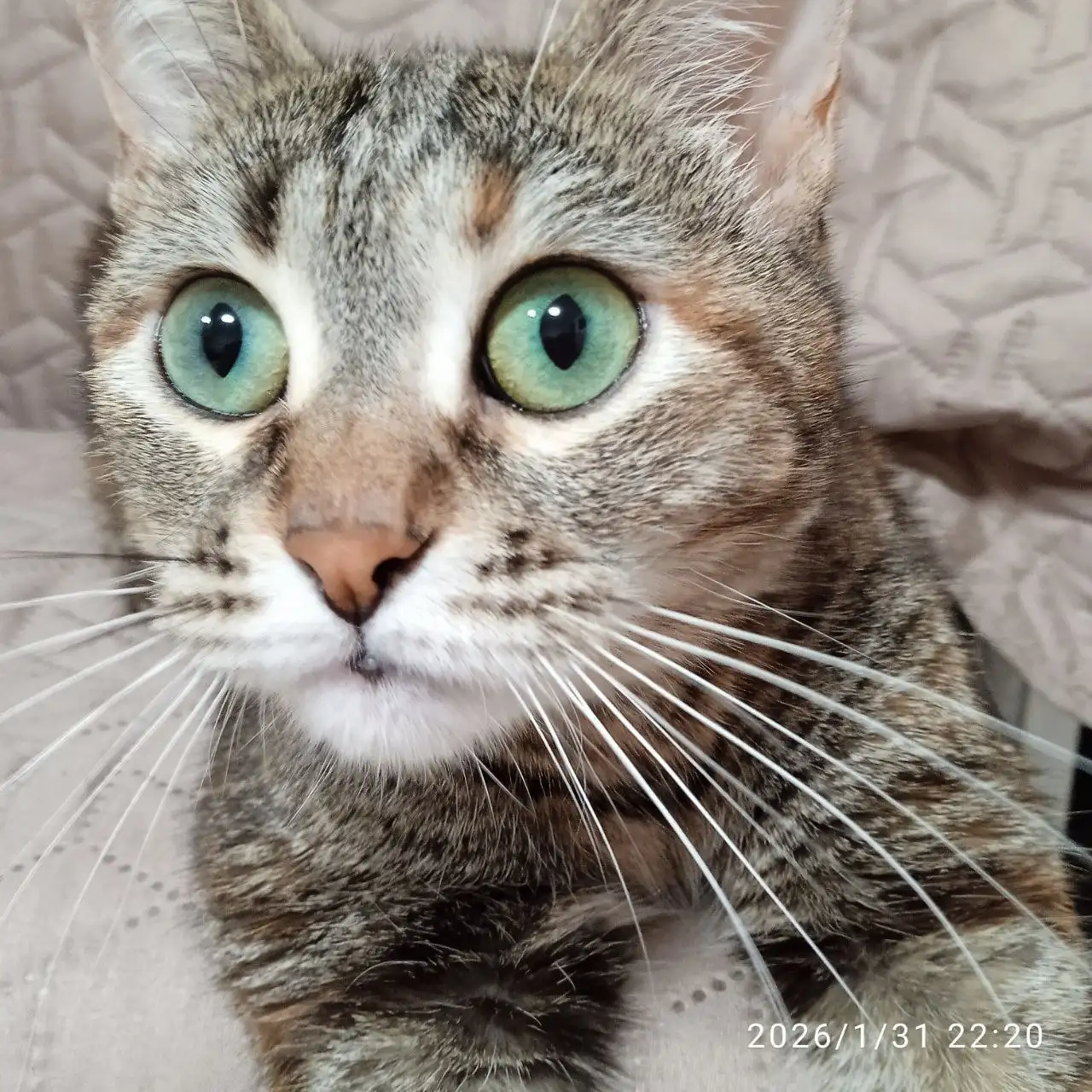 Кошка для дома в Энгельсе - Кошки (Животные) в Энгельс