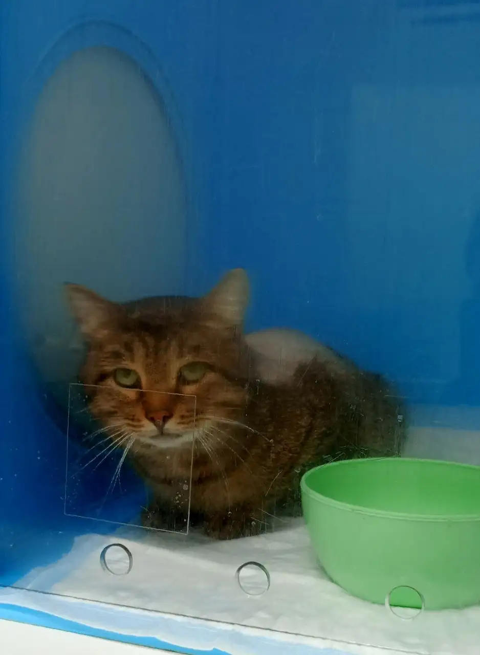 Срочный сбор на лечение кота с невролог. фип и лейкозом - Животные в Саратов