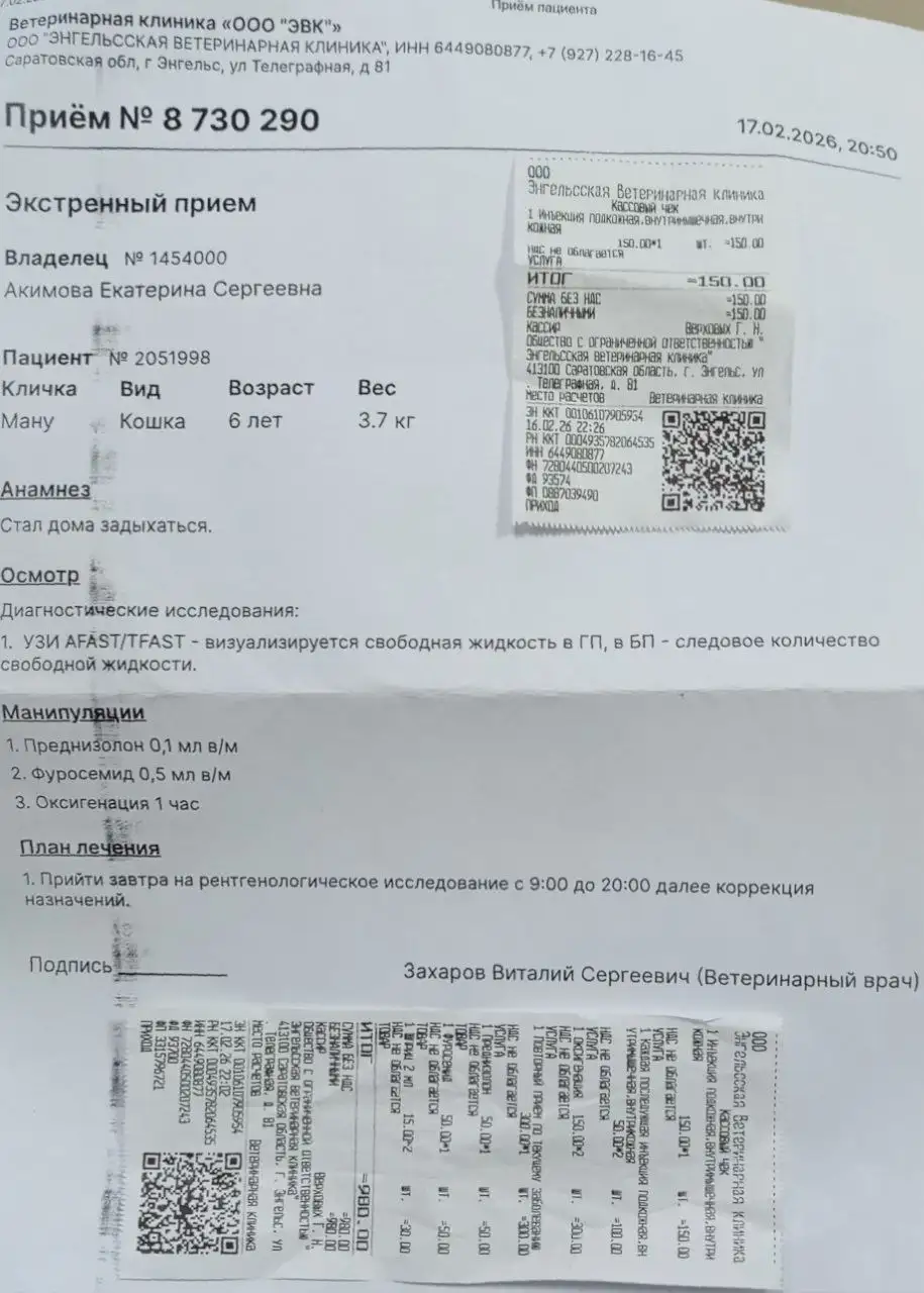 Срочный сбор на лечение кота с невролог. фип и лейкозом - Животные в Саратов