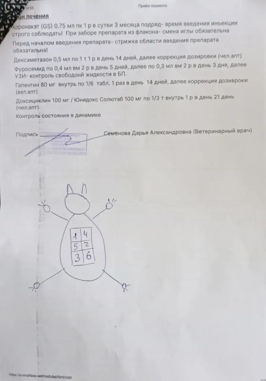 Срочный сбор на лечение кота с невролог. фип и лейкозом - Животные в Саратов