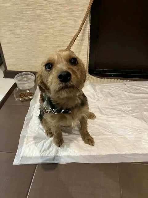 Найдена собака в районе ФОК Юбилейный - Собаки в Саратов