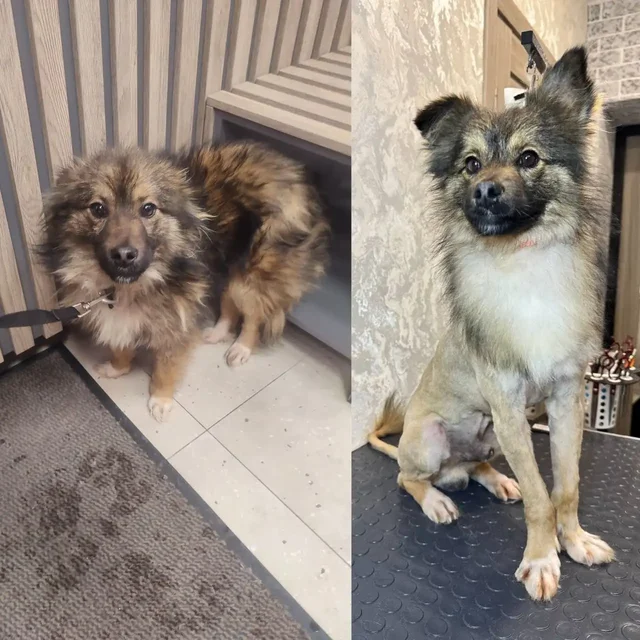 Отдам в добрые руки собаку по кличке Тигран - Собаки в Саратов