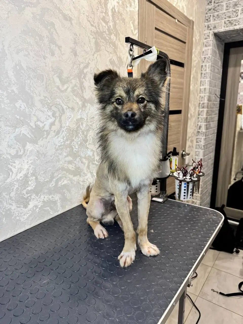 Отдам в добрые руки собаку по кличке Тигран - Собаки (Животные) в Саратов