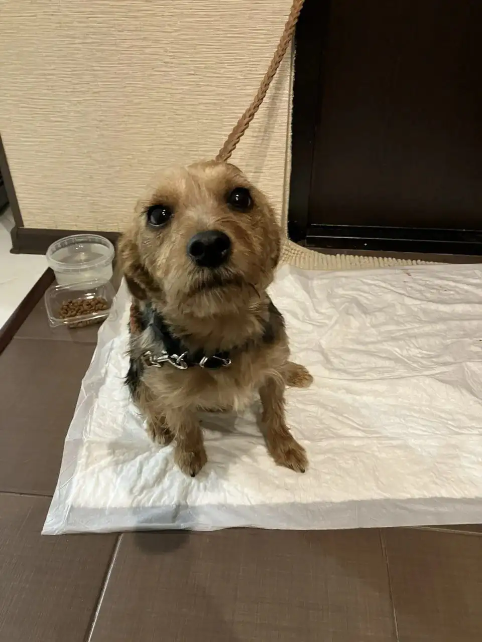 Найдена собака в Юбилейном районе - Собаки (Животные) в Саратов