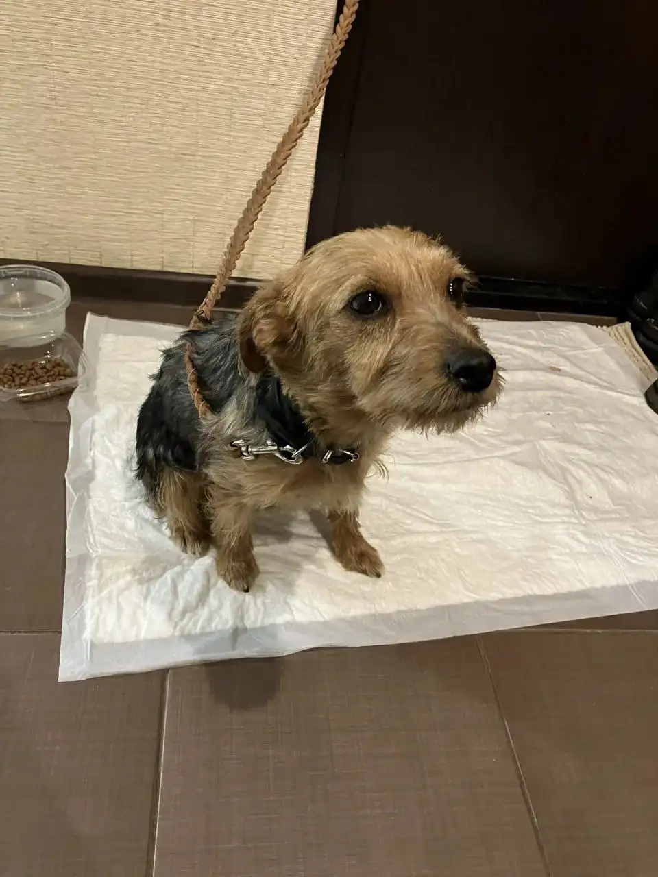 Найдена собака в Юбилейном районе - Собаки (Животные) в Саратов