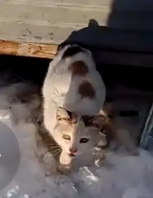 Пристройство кошечки на Шуровой горе - Кошки в Саратов